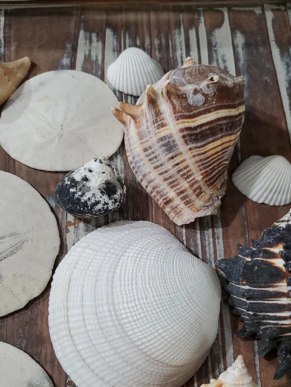 Natural Seashells Beach Coastal Decor Crafts Nautical